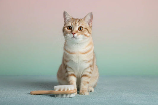 Cat Grooming Tips for Healthy Skin & Shiny Coat